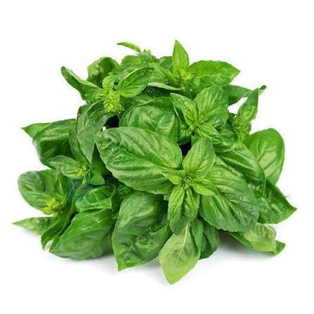 Basil